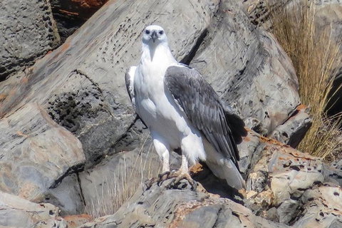 Kangaroo Island Ocean Safari - Snorkeling Safari - Restaurant Gold Coast 2