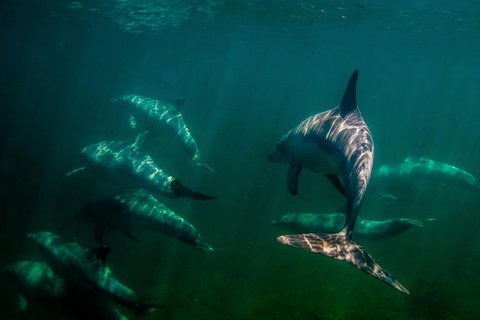 Kangaroo Island Ocean Safari - Snorkeling Safari - Restaurant Gold Coast 1