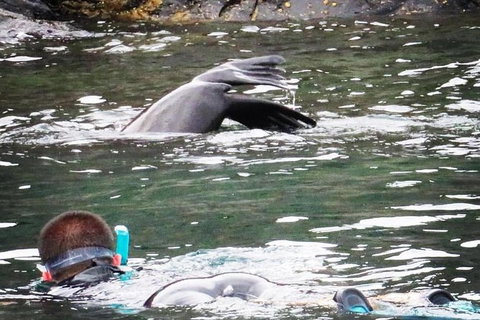 Kangaroo Island Ocean Safari - Snorkeling Safari - Restaurant Gold Coast 0