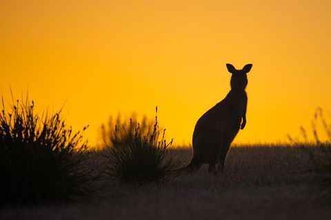 Kangaroo Island Luxury Small Group \'Flinders Chase Focus\' Full Day Tour - Restaurant Gold Coast 4