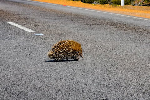 Kangaroo Island Luxury Small Group \'Flinders Chase Focus\' Full Day Tour - Restaurant Gold Coast 7