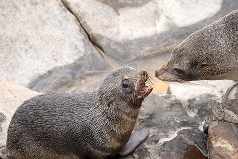 Kangaroo Island Luxury Small Group \'Flinders Chase Focus\' Full Day Tour - Restaurant Gold Coast 5