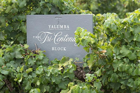 Yalumba Nursery & Grenache Discovery Tour + Platter Lunch - Restaurant Gold Coast 0