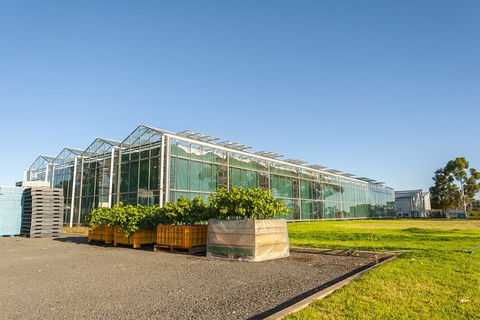 Yalumba Nursery & Grenache Discovery Tour + Platter Lunch - Restaurant Gold Coast 5