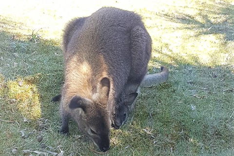 Cradle Mountain Day Tour - Restaurant Gold Coast 4