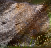 Cradle Mountain Wildlife Spotting after Dark - Restaurant Gold Coast
