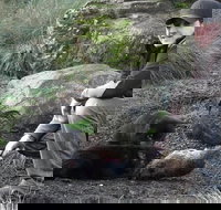 After Dark Tasmanian Devil Feeding Tour at Cradle Mountain - Restaurant Gold Coast