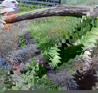 1-Hour Tasmanian Devil Feeding Day Tour at Cradle Mountain - Restaurant Gold Coast