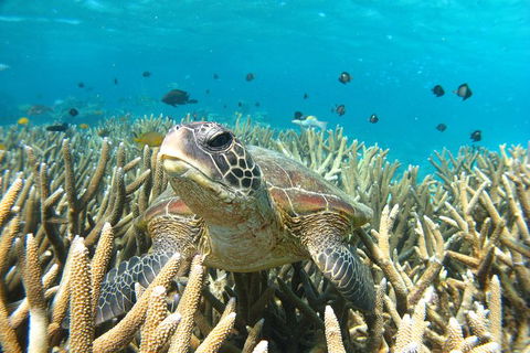 Coral Bay 3-Hour Turtle Ecotour - Restaurant Gold Coast 0