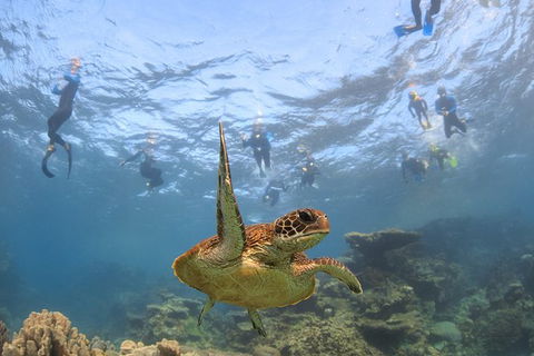 Coral Bay 3-Hour Turtle Ecotour - Restaurant Gold Coast 4