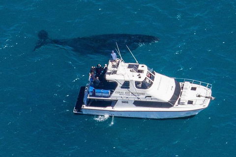 Humpback Whale Safari - Restaurant Gold Coast 2