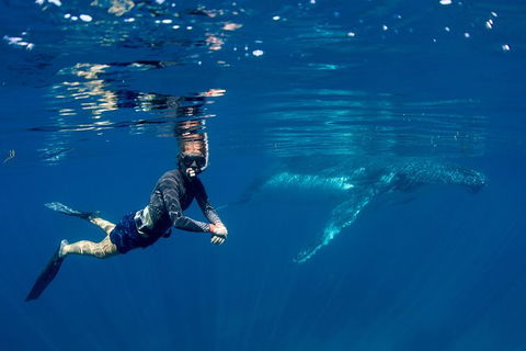 Humpback Whale Safari - Restaurant Gold Coast 1