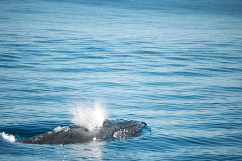 Humpback Whale Safari - Restaurant Gold Coast 4