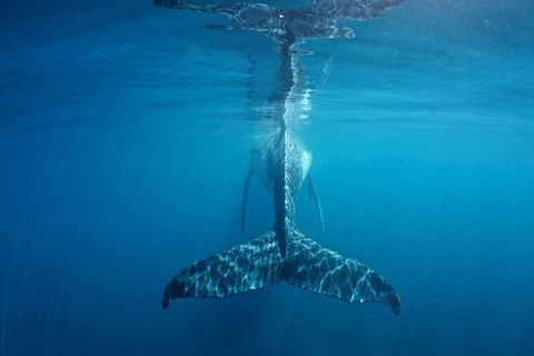 Humpback Whale Safari - Restaurant Gold Coast 5