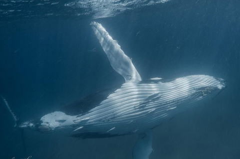 Humpback Whale Safari - Restaurant Gold Coast 0