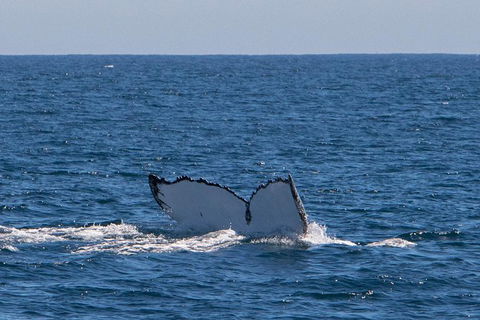 Humpback Whale Safari - Restaurant Gold Coast 3