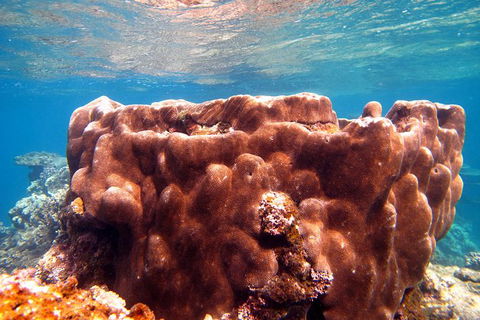 Coral Bay 1-Hour Coral Viewing - Restaurant Gold Coast 5