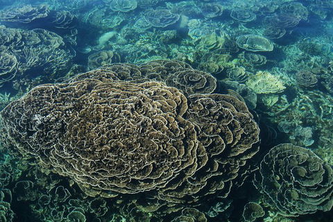 Coral Bay 1-Hour Coral Viewing - Restaurant Gold Coast 6