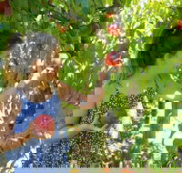 Summer Fruits Festival - Restaurant Gold Coast