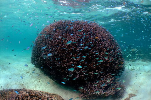 5 Night Ningaloo Reef Ningaloo Escape From Coral Bay - Restaurant Gold Coast 3