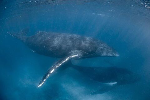Full-Day Whale Watching Snorkeling And Swimming At Coral Bay - Restaurant Gold Coast 6