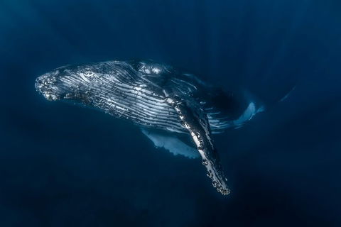 Full-Day Whale Watching Snorkeling And Swimming At Coral Bay - Restaurant Gold Coast 7