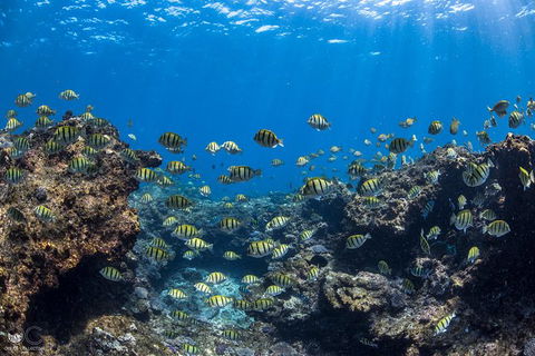 Full-Day Whale Watching Snorkeling And Swimming At Coral Bay - Restaurant Gold Coast 1