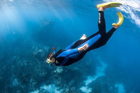 Full-Day Whale Watching Snorkeling And Swimming At Coral Bay - Restaurant Gold Coast 2