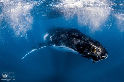 Full-Day Whale Watching Snorkeling And Swimming At Coral Bay - Restaurant Gold Coast 4