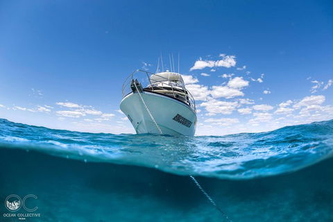 Full-Day Whale Watching Snorkeling And Swimming At Coral Bay - Restaurant Gold Coast 3