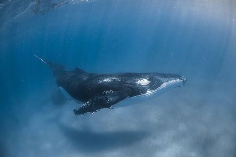 Full-Day Whale Watching Snorkeling And Swimming At Coral Bay - Restaurant Gold Coast 5