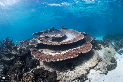 Whale Shark Adventure Tour - Restaurant Gold Coast 7