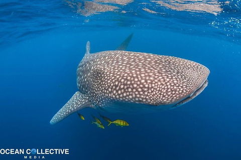 Whale Shark Adventure Tour - Restaurant Gold Coast 11