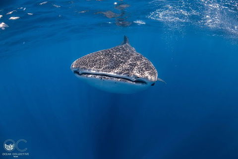 Whale Shark Adventure Tour - Restaurant Gold Coast 1