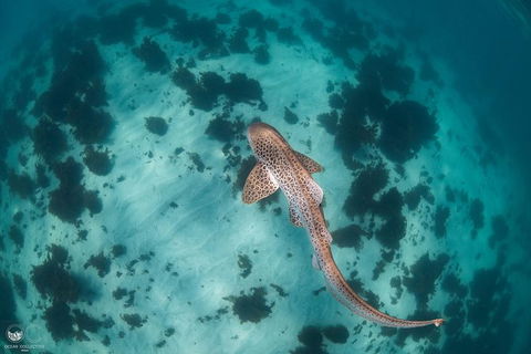 Whale Shark Adventure Tour - Restaurant Gold Coast 3