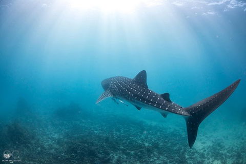 Whale Shark Adventure Tour - Restaurant Gold Coast 9