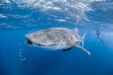 Whale Shark Adventure Tour - Restaurant Gold Coast 0
