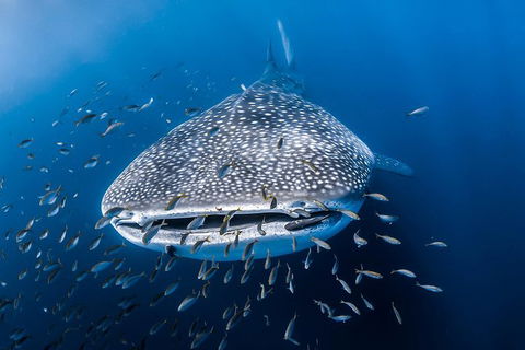 Whale Shark Adventure Tour - Restaurant Gold Coast 8