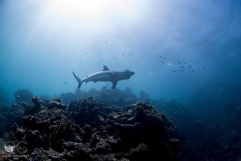 Whale Shark Adventure Tour - Restaurant Gold Coast 6