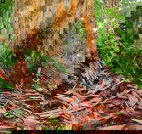 From Pemberton 4.5 Hours Guided Beach and Forest Eco Adventure - Restaurant Gold Coast