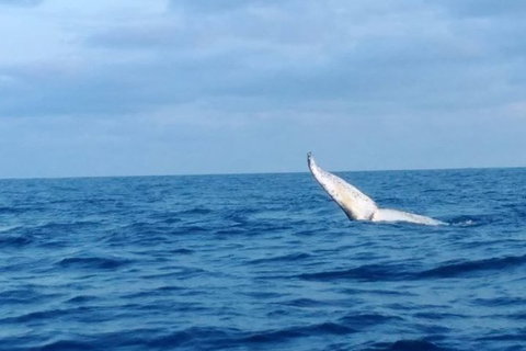 Whale Watching Boat Tour In Geraldton - Restaurant Gold Coast 0