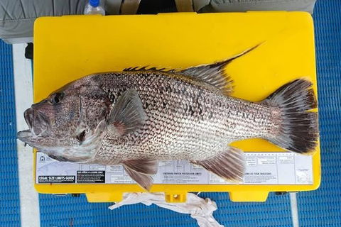 Abrolhos Islands Fishing Charter - Restaurant Gold Coast 2