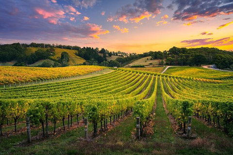 Swan Valley Sunset Wine Tour - Premium Small Group Tour - Restaurant Gold Coast 0