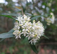 Booderee National Park - Restaurant Gold Coast