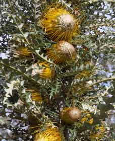 Woylie Walk, Dryandra Woodland - Restaurant Gold Coast 0