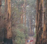 Beedelup National Park - Restaurant Gold Coast