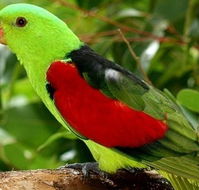 Birdworld Kuranda - Restaurant Gold Coast