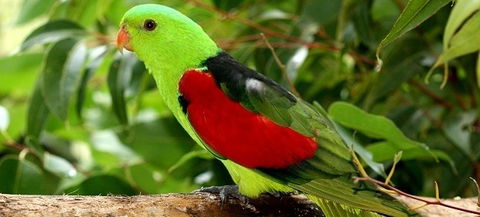 Birdworld Kuranda - Restaurant Gold Coast 0