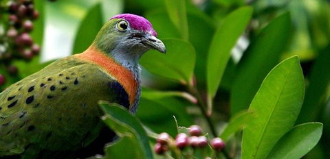 Birdworld Kuranda - Restaurant Gold Coast 1