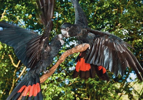 Birdworld Kuranda - Restaurant Gold Coast 2